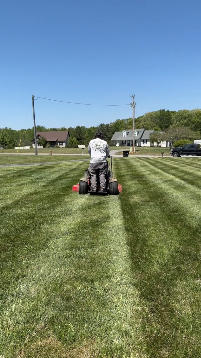 Striped lawn, 2026 first cut